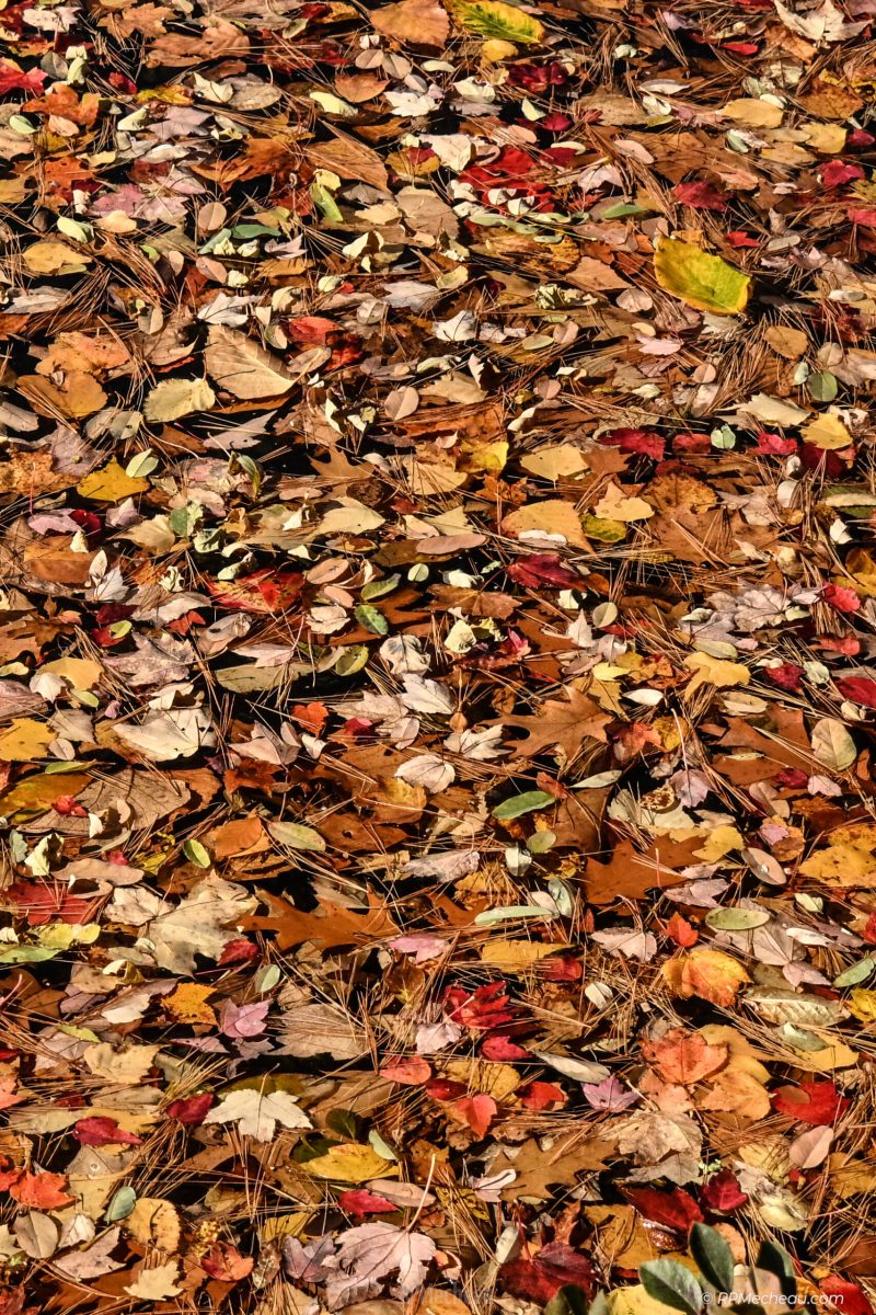 A body of leaves Highland Lake East Andover