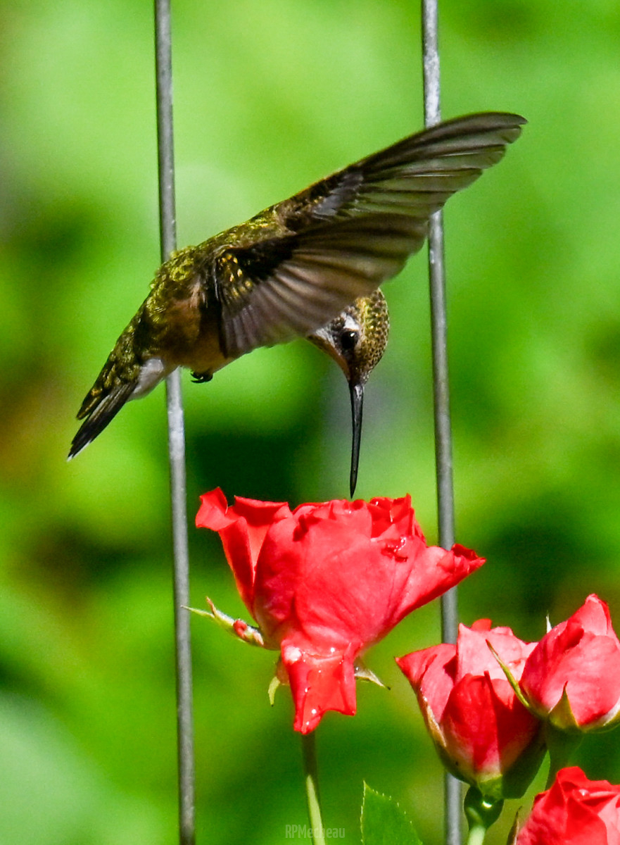 Ruby Throat Hummingbird