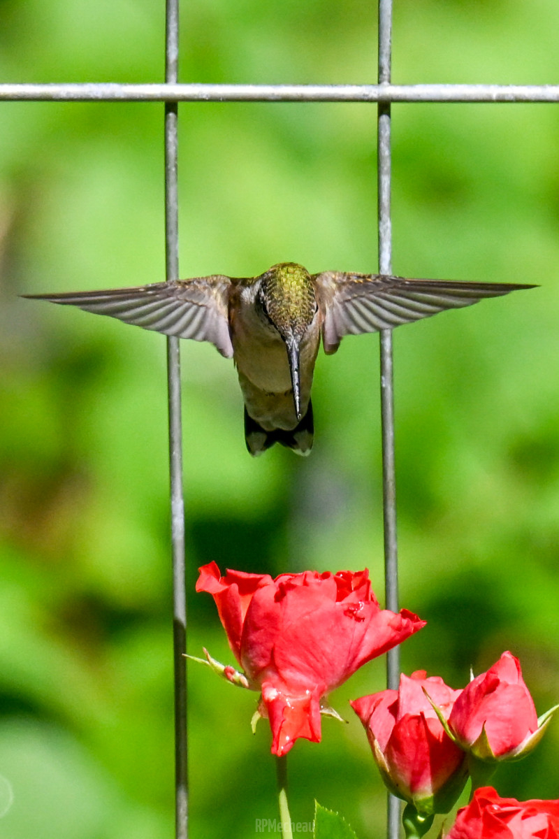 Ruby Throat Hummingbird