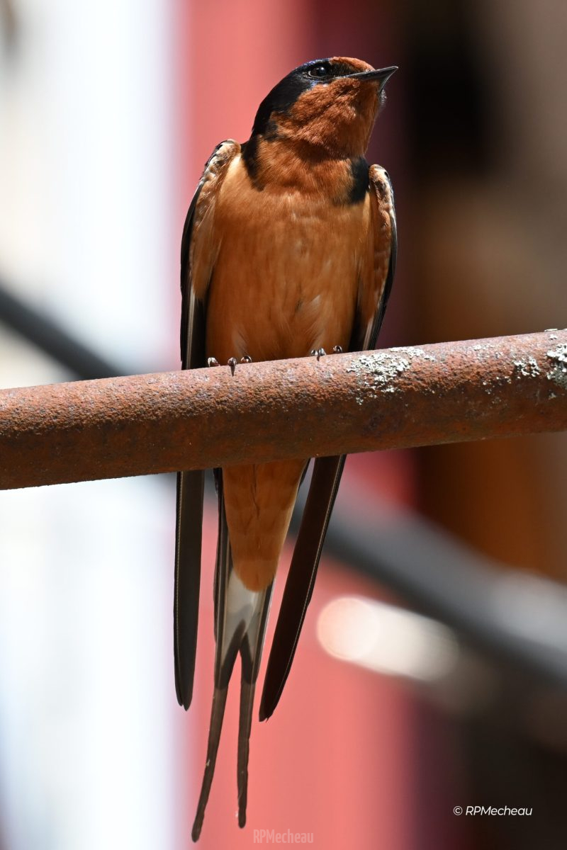 DSC_1399