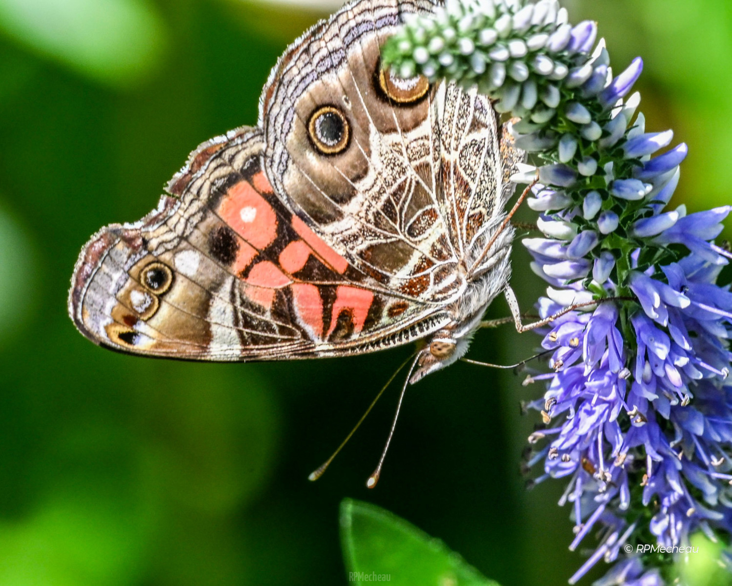 American Lady Butterfly on Speedwell