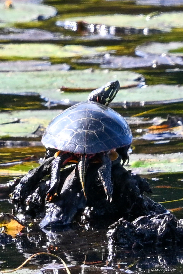 Sunbathing Turtle