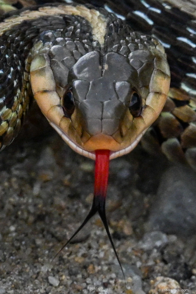 Garter Snake closeup