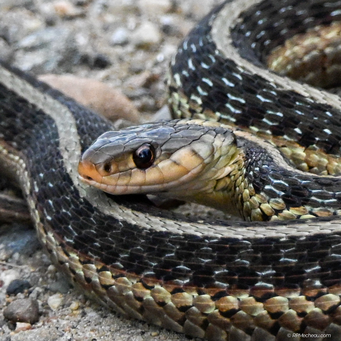 Garter Snake with attitude