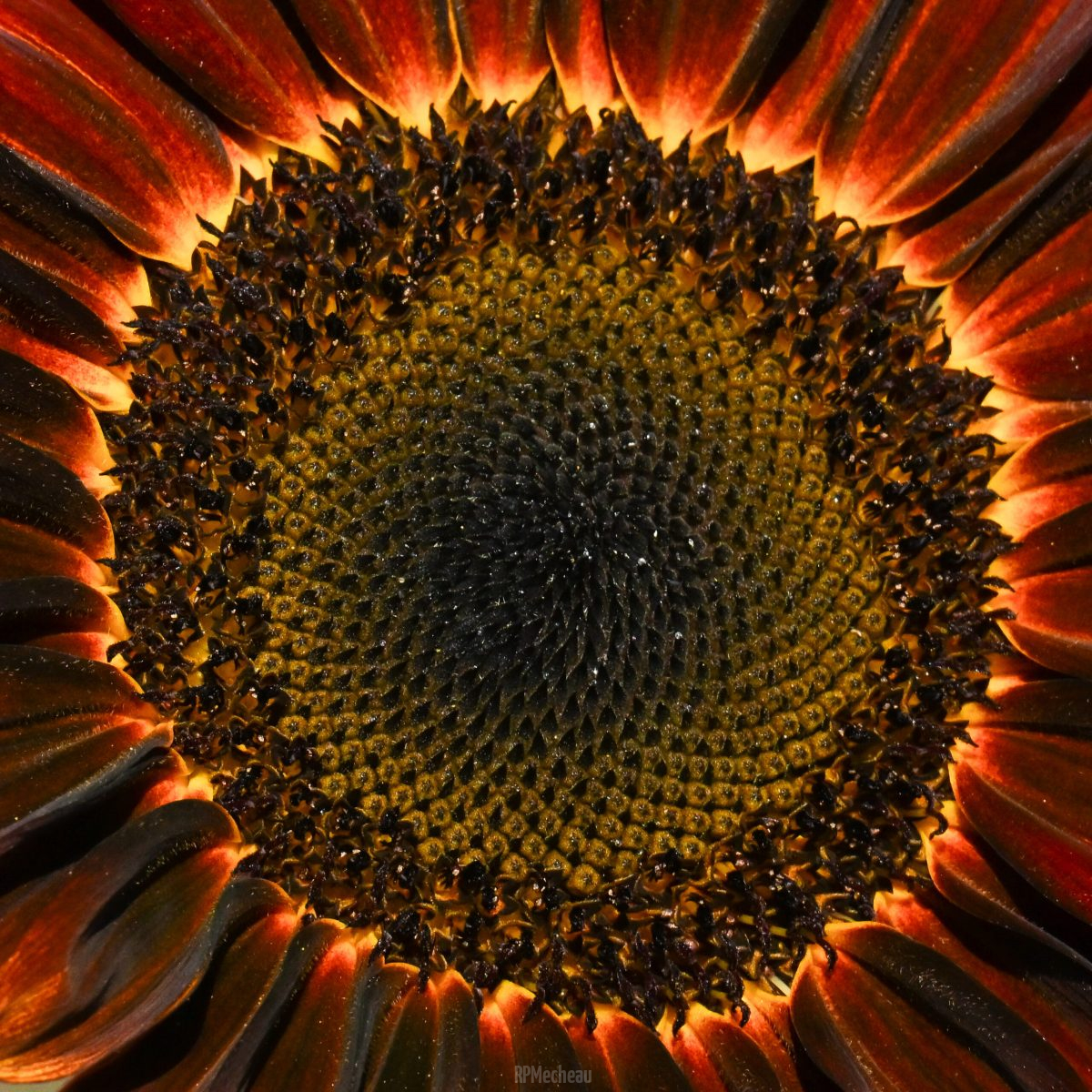 Sunrise Sunflower