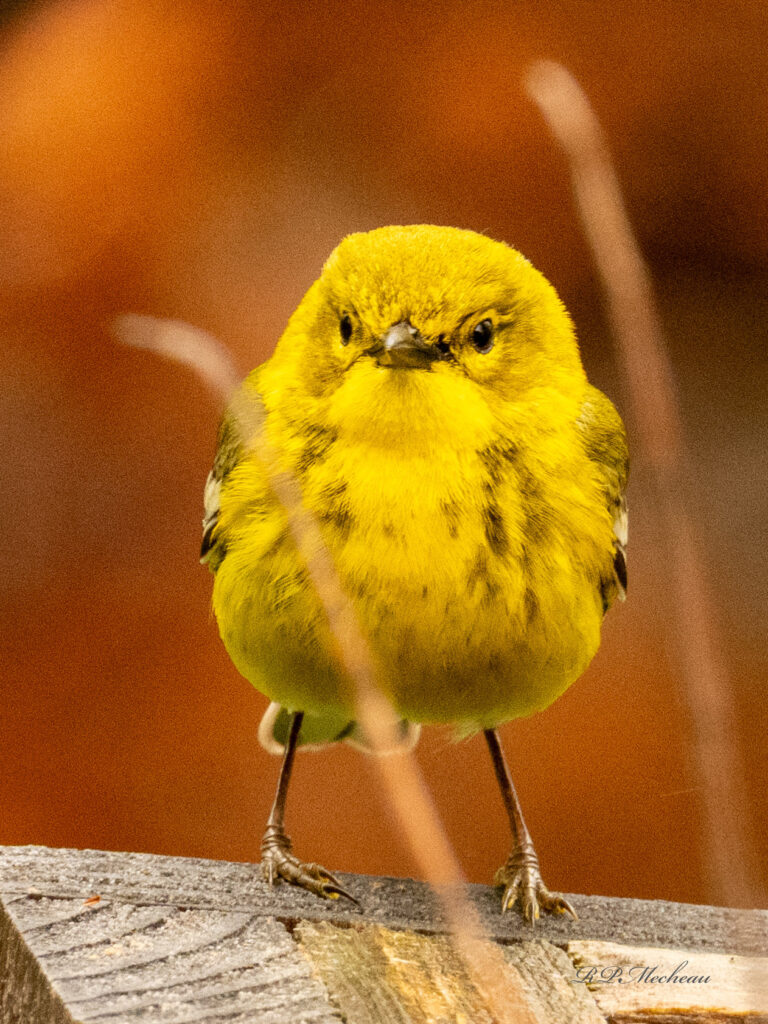 Birds-Pine-Warbler-2